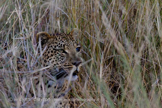 Leopard Hiding in Grass